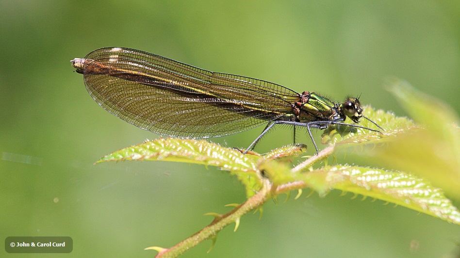 IMG_6403 Calopteryx virgo female.JPG